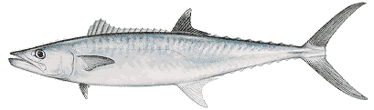 King Mackerel